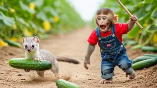 Farm Life: Baby Monkey Fights to Protect Cucumbers from Ferret | NANA MONKEY