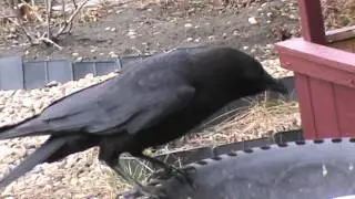 4/5/2016 Cassius Crow back and forth