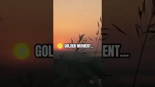 Golden Sunset Through Grass | Nature's Peace | 4 Hour Full Video 4K #sunset #peaceful #goldenhour