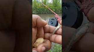 Mancing Uceng Pakai Kail Neo Carbon Biru 0,5 Umpan Go Potato #997