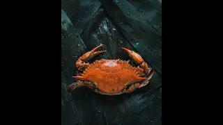 3 Cool Facts About Crabs... 🦀🦀🦀🐚#crabs #alaska #animalfacts #animals #wildlife #aquaticanimals