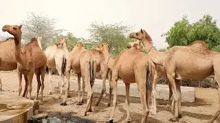 Thirsty camels are waiting for water at submersible water pumping station