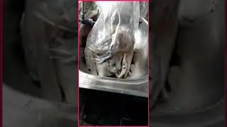 hasil dari candat sotong. #shortvideo #fishing  #shorts #sotong #food #viral #pancing