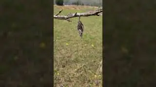 bagworm cocoon
