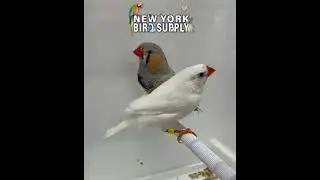 New York Bird Supply : HIGHLIGHT: English White Zebra Finch