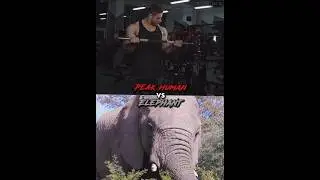 Peak Human Vs Elephant | #shorts #youtubeshorts #animals #gym
