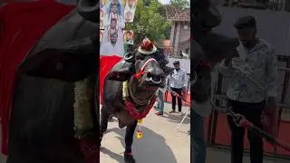 Sapna Yadav Sadar Teenmaar Dance
