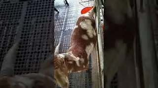 Full blood Boer 