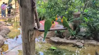 Busch Gardens parakeets 