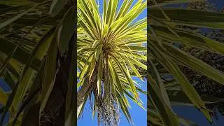 Cordyline Albertii #cordyline #tropicalgarden #garden