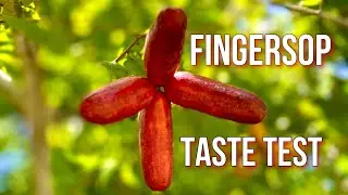 Tasting the annona Fingersop fruits
