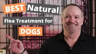 Best Flea Treament for Dogs ( 5 Natural Flea Treatments for dogs)