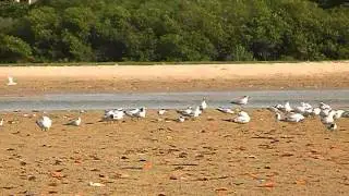 Quelques oiseaux du S&eacute;n&eacute;gal - La Somone