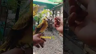 feeding super worm