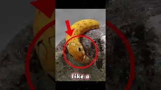🐛 CATERPILLAR THAT FIGHTS LIKE A SNAKE! 😱