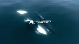 Killer Whales in Hardanger Fjord - Hardangerfjord Adventure - Olaf Rudolfsen 2024