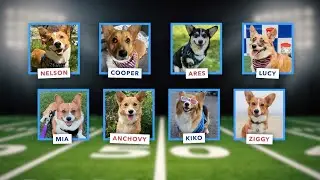 Meet some of the corgis that will be racing during halftime of the Buffalo Bills game