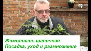 Жимолость шапочная  Посадка, уход и размножение