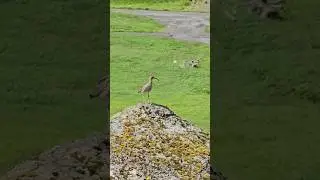 Beautiful Birdsong in Faroe Islands Grassland | Peaceful Nature Vibes #travel #nature #birdwatching
