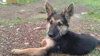 60 Day Old German Shepherd Puppy double coat morning 🌅🌄 walk 2 month old German Shepherd dog