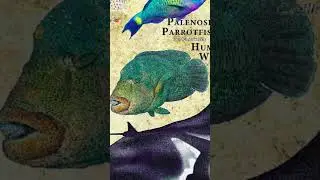 Indo - Pacific Reef Life - Humphead Wrasse 🌊 #shorts