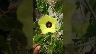 Read description 😊#flowers #naturelovers #sidaacuta