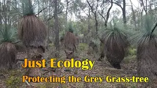 Protecting the Grey Grass-tree