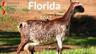 FLORIDA GOAT - GREAT MILK PRODUCTIVITY AND QUALITY