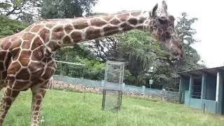 Reticulated giraffe (Giraffa camelopardalis reticulata)