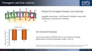 PiggyBac Applications: Beyond Stable Cell Lines