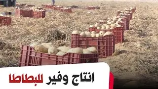 🔴 النعامة | انتاج وفير لمادة البطاطا ببلدية القصدير الحدودي