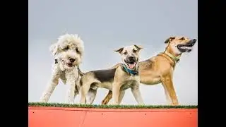 Welcome to our Pet Health and Wellness Centre!