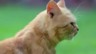 Pets and COVID: What research shows about infection, spread