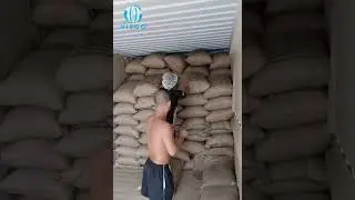 Loading Arabica raw coffee beans to container in 2022 - Viego Global
