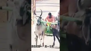 rekla race #reklarace #shorts #trending #reklasambavangal