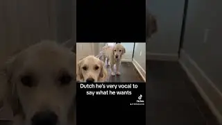 #boreddog