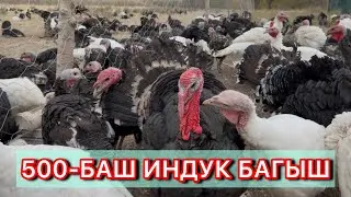 500-Индук баккан АГАВЫЗ☎️ 0509733030