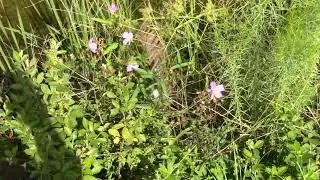 Rhexia mariana Pale Meadow Beauty