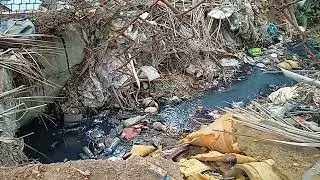 grey water flowing directly into the mangorves at 7 bungalows