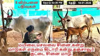8-விற்பனை பதிவுகள்.மயிலை,செவலைசினை,கன்று மாடுகள்.எருமை கிடாரி கன்று.தஞ்சாவூர் குட்டை சினை மாடு.
