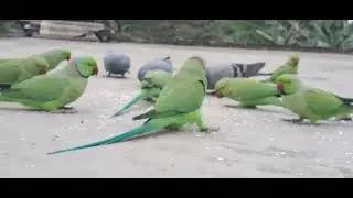 मिट्ठू 🐦मिट्ठू बेटा ❤इतने सारे पैरेट 🐦#cutebird #funnybird #greenparrot 🐦❤🌿🎉😂👌🌷😝✨💚🌺😜