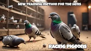 New Training method for the hens | Yougbirds training  | Racing Pigeons |