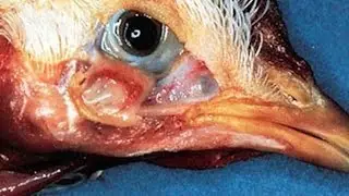 Newcastle Disease in Poultry: Symptoms, Prevention, and Treatment Guide