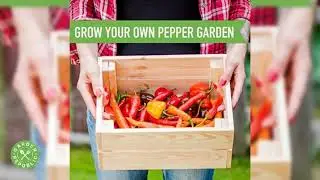 Indoor Garden Pepper Seed Starter Kit
