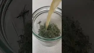 Making usnea tincture #diy #homemade #free #natural  #tincturemaking #lichen #shorts