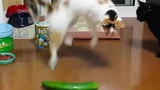 Funny Cat Reaction To Cucumber 🥒 Pranks. Try Not To Laugh😂