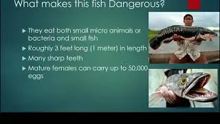 Impacts of Invasive Species