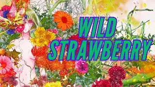 WILD STRAWBERRY, EL NUEVO SHONEN OSCURO