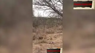 Brave hyena steals impala from huge python in South Africa