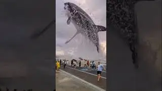 #blueshark #viral#shortsvideo #whale #nature #ocean #youtubeshorts #whalefish #wildlife #shorts